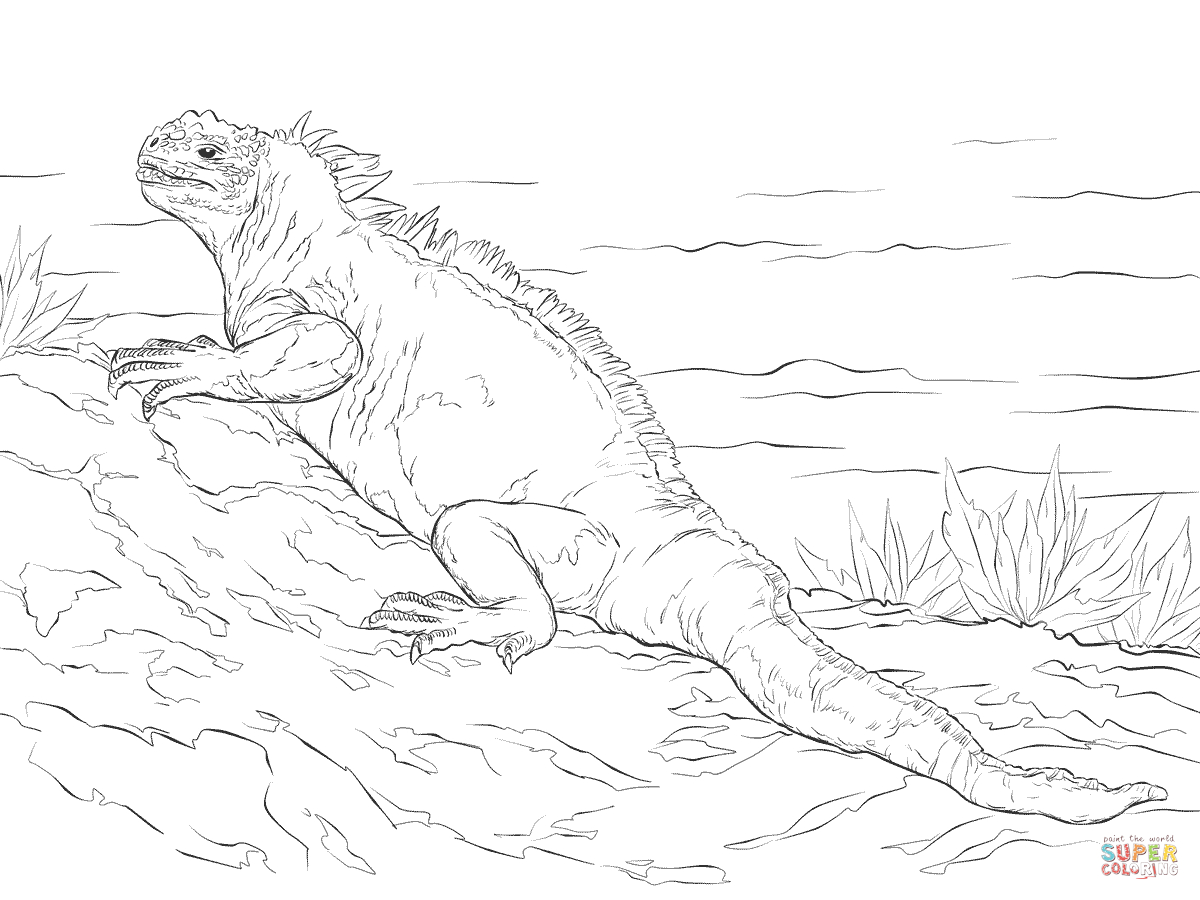Iguana Coloring Page Marine Iguana Coloring Page Free Printable Coloring Pages