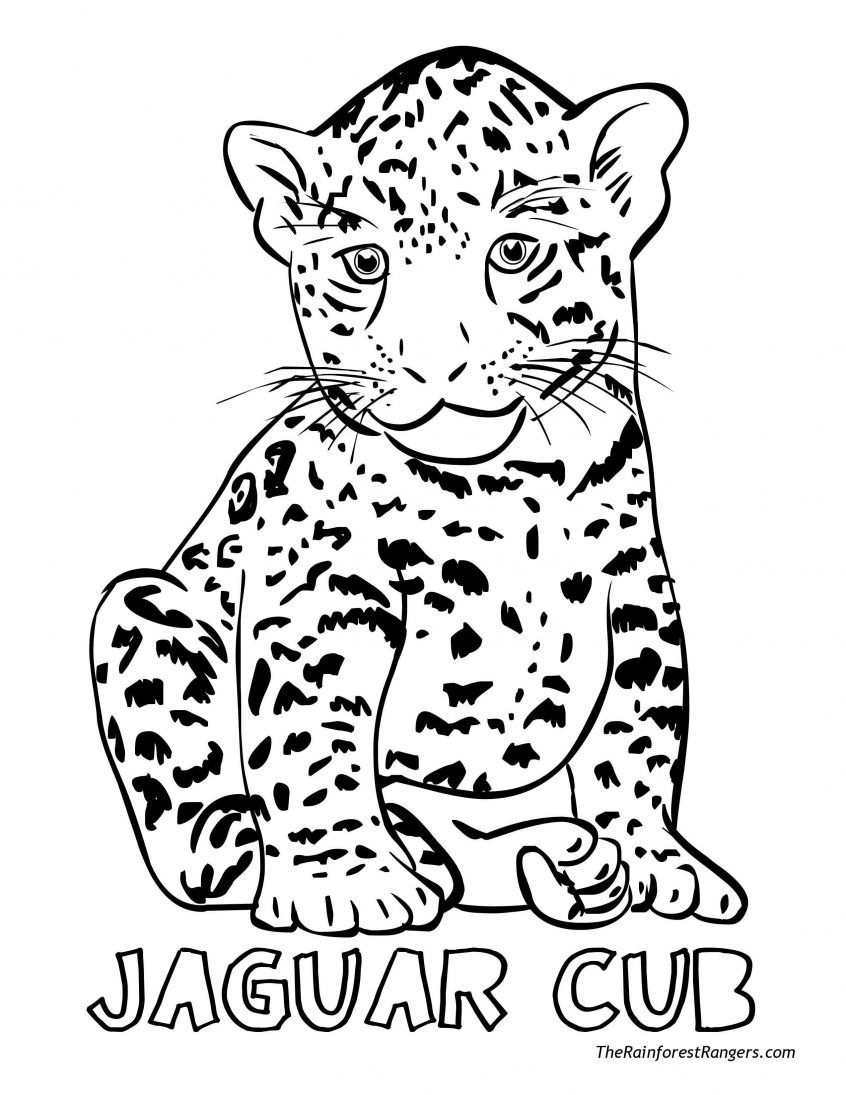 Jungle Coloring Pages Coloring Jungle Animals Coloring Pages Fresh Drawn Reptile
