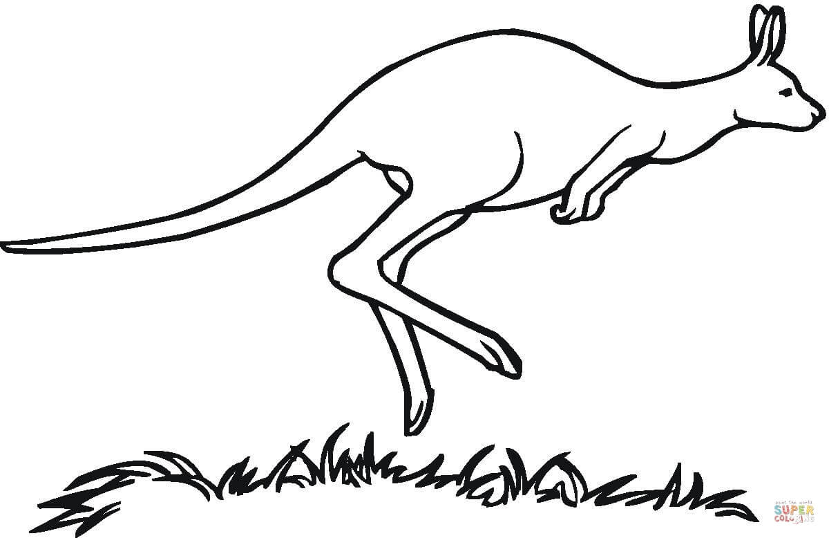 Kangaroo Color Page Australian Kangaroo Coloring Page Free Printable Coloring Pages