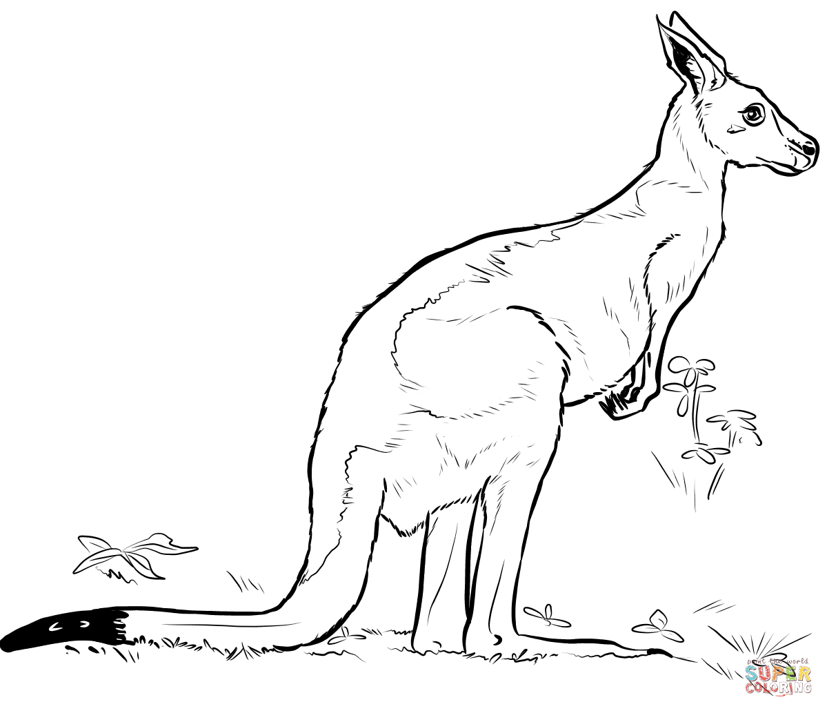 Kangaroo Color Page Kangaroo Coloring Page Free Printable Coloring Pages