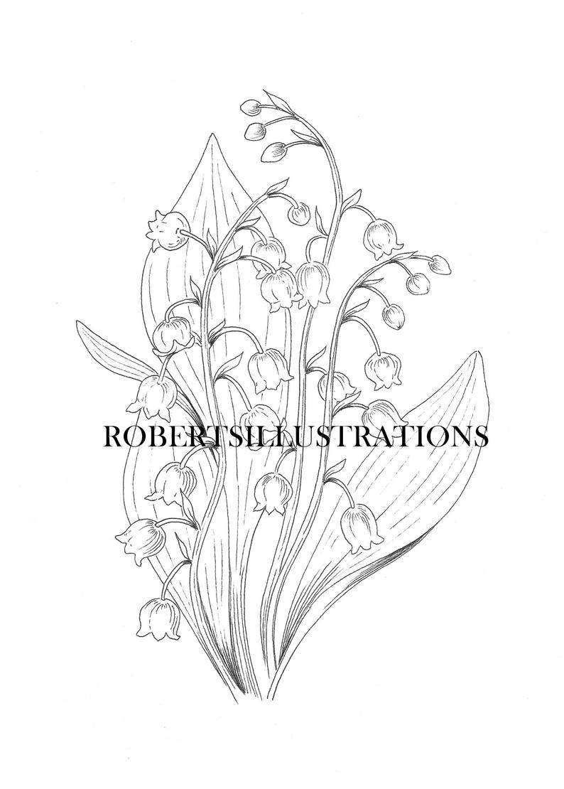 Lily Of The Valley Coloring Page Birth Flower May Lily Of The Valley Coloring Page Instant Download Adult Coloringpage
