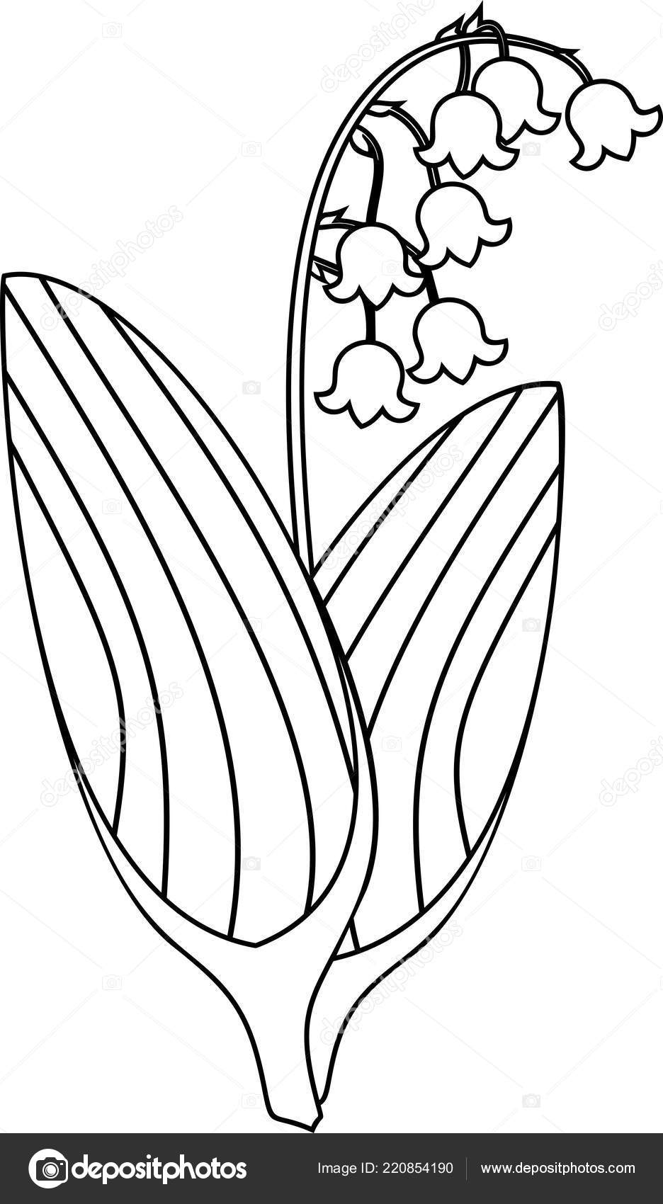 Lily Of The Valley Coloring Page Coloring Page Lily Valley Plant Flowers Leaves Stock Vector