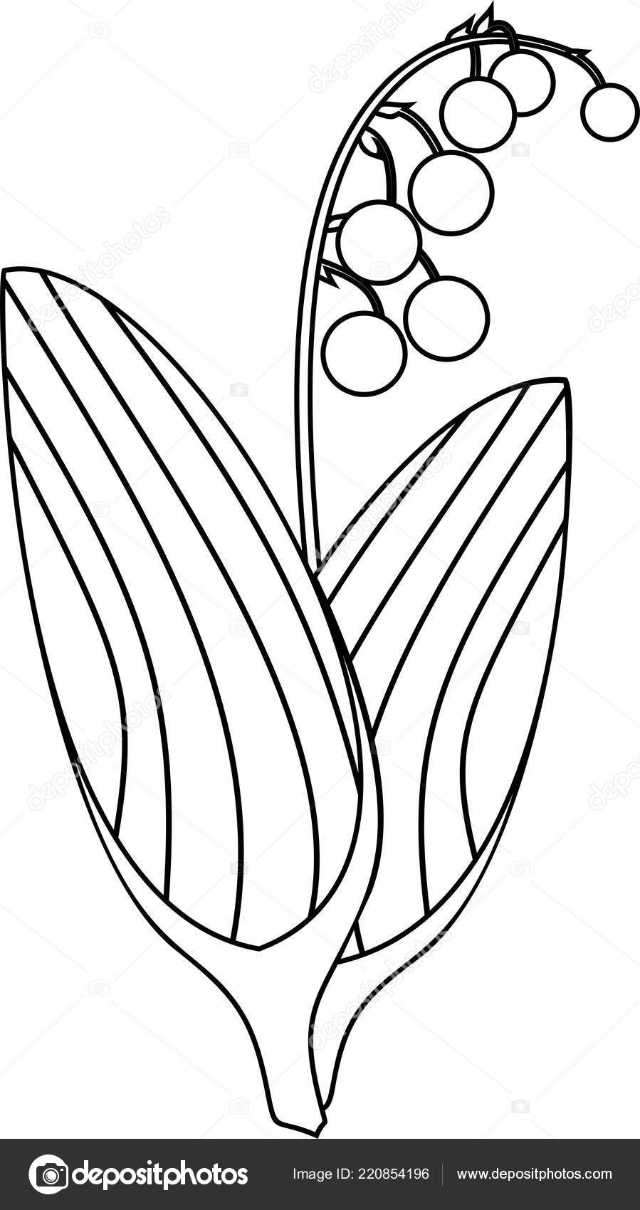 Lily Of The Valley Coloring Page Coloring Page Lily Valley Plant Ripe Berries Leaves Stock Vector