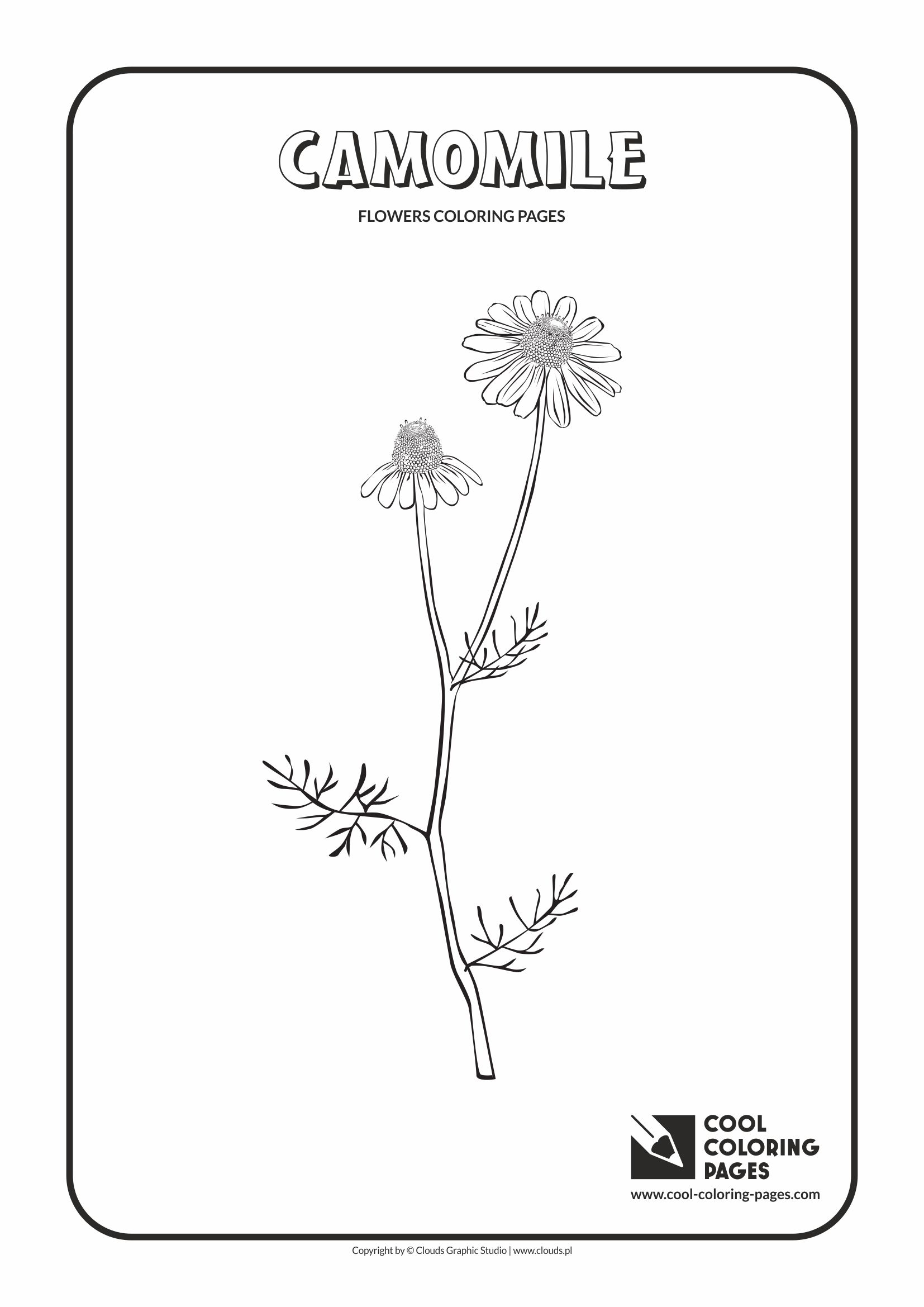 Lily Of The Valley Coloring Page Cool Coloring Pages Flowers Coloring Pages Cool Coloring Pages
