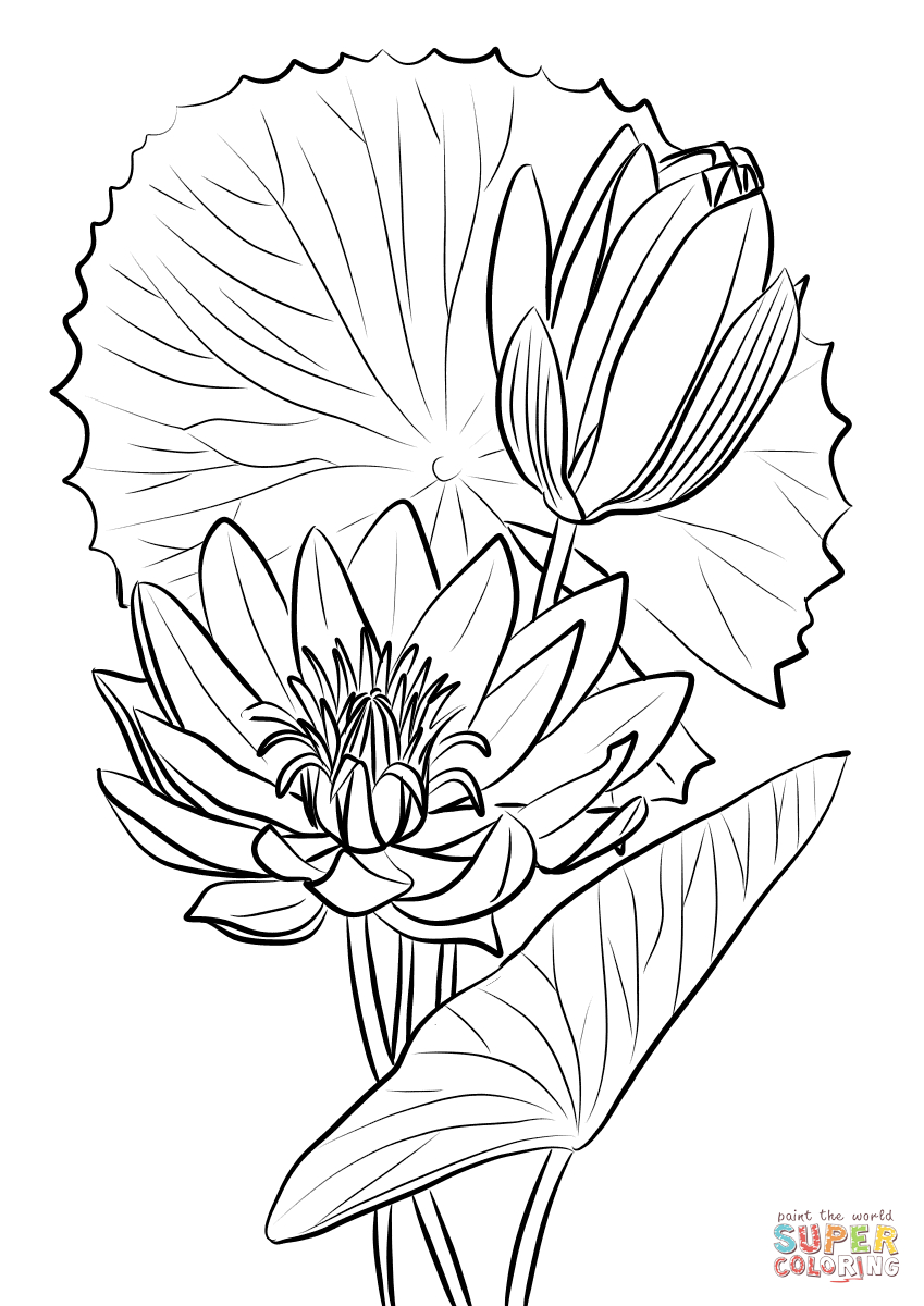 Lily Of The Valley Coloring Page Egyptian Water Lily Nymphaea Caerulea Coloring Page Free