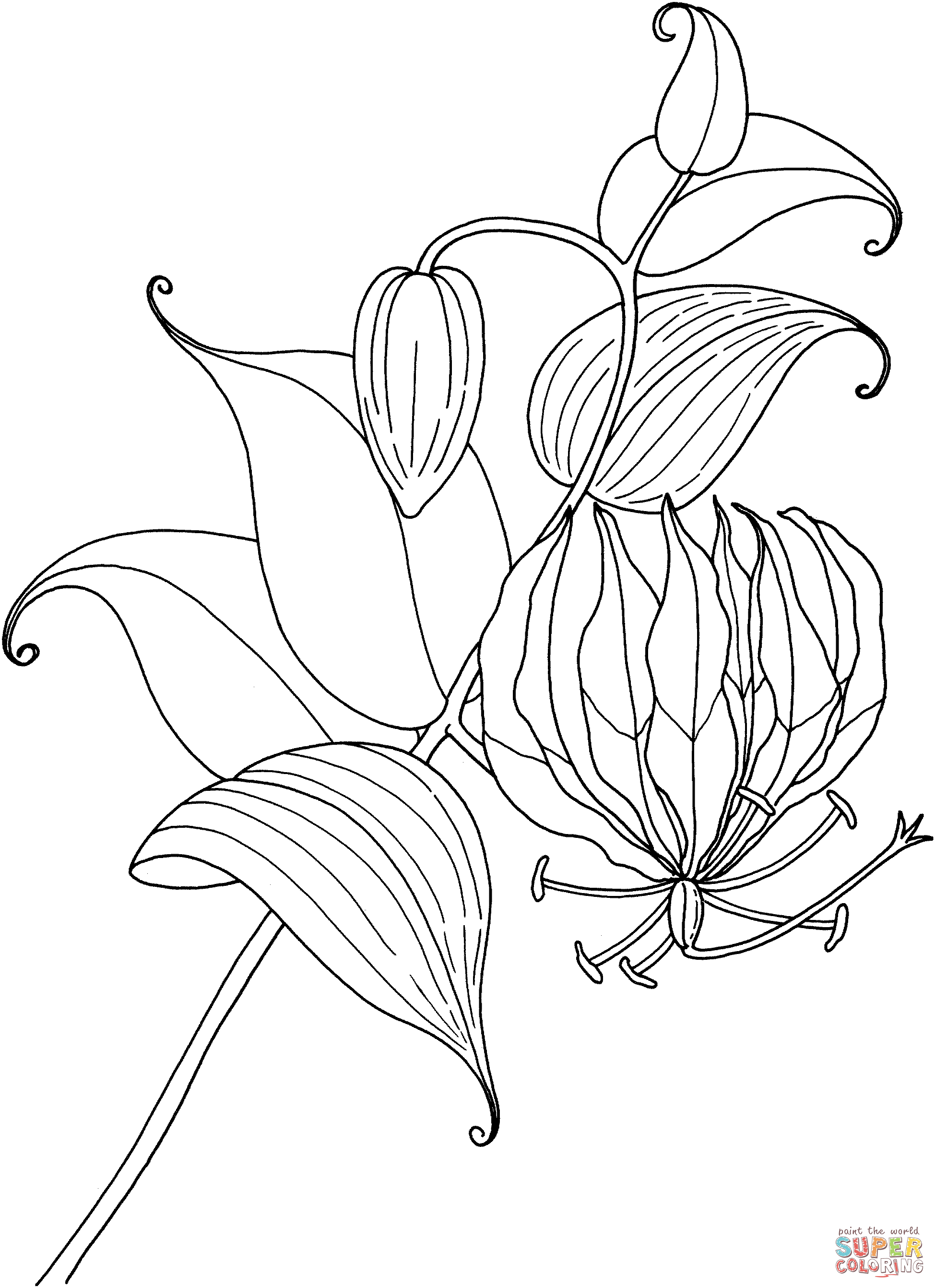 Lily Of The Valley Coloring Page Lily Of The Valley 4 Coloring Page Free Printable Coloring Pages