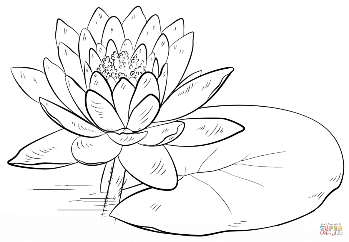 Lily Of The Valley Coloring Page Water Lily And Pad Coloring Page Free Printable Coloring Pages