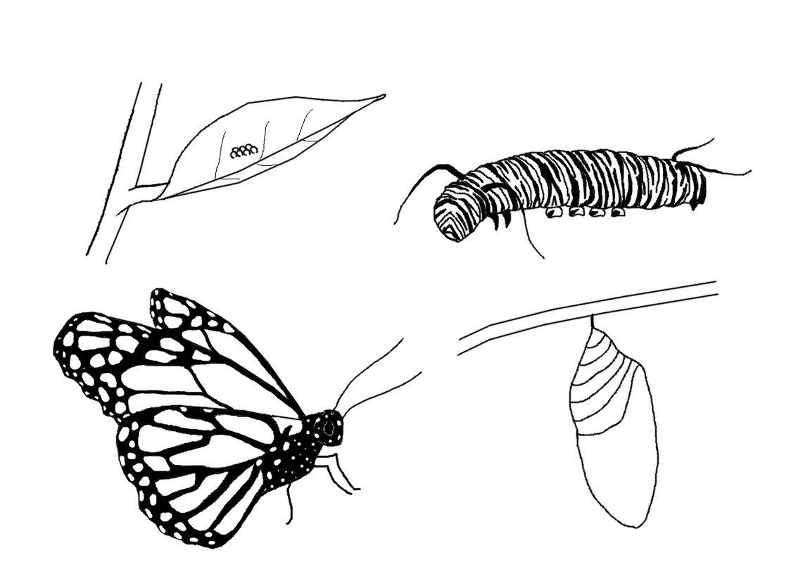 Monarch Butterfly Coloring Page Blank Butterfly Coloring Pages Unique 21 Monarch Butterfly Coloring