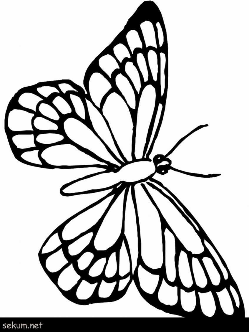 Monarch Butterfly Coloring Page Coloring Butterfly Coloring Sheet Pages Page Kids Books Book Room