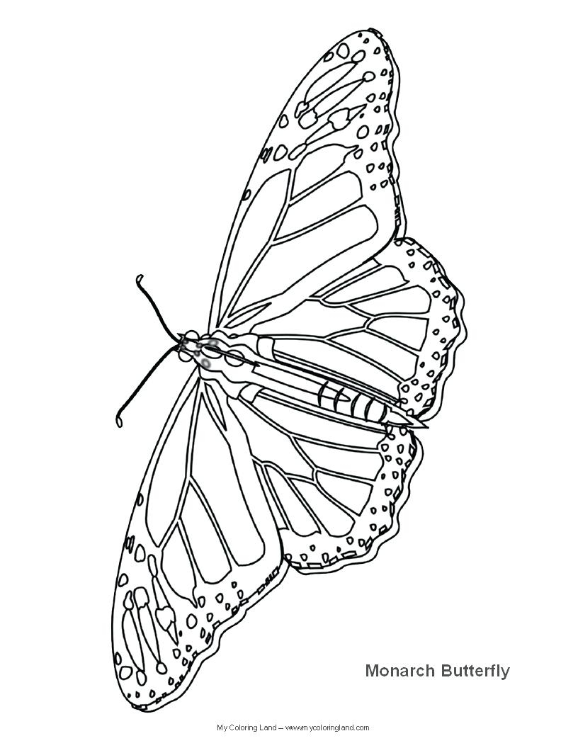 Monarch Butterfly Coloring Page Monarch Butterfly Coloring Page Amicuscolorco