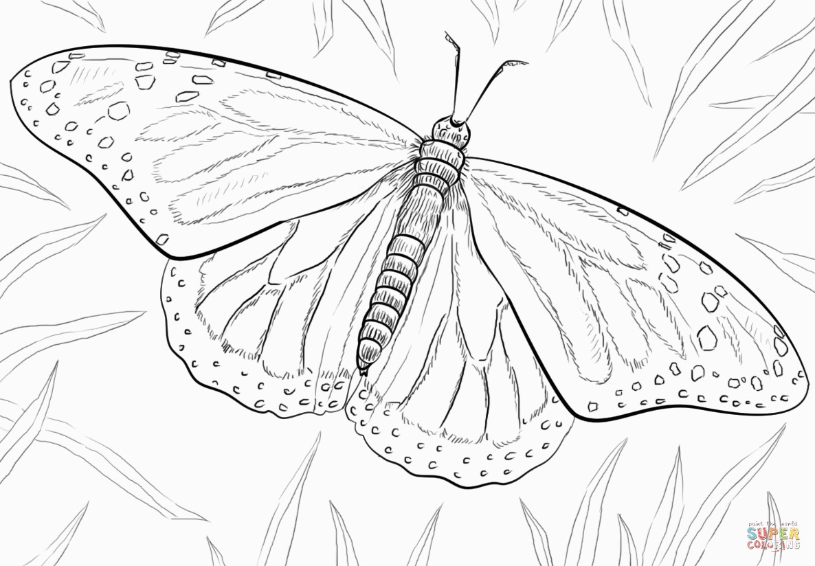 Monarch Butterfly Coloring Page Monarch Butterfly Coloring Page For Monarch Coloring Page