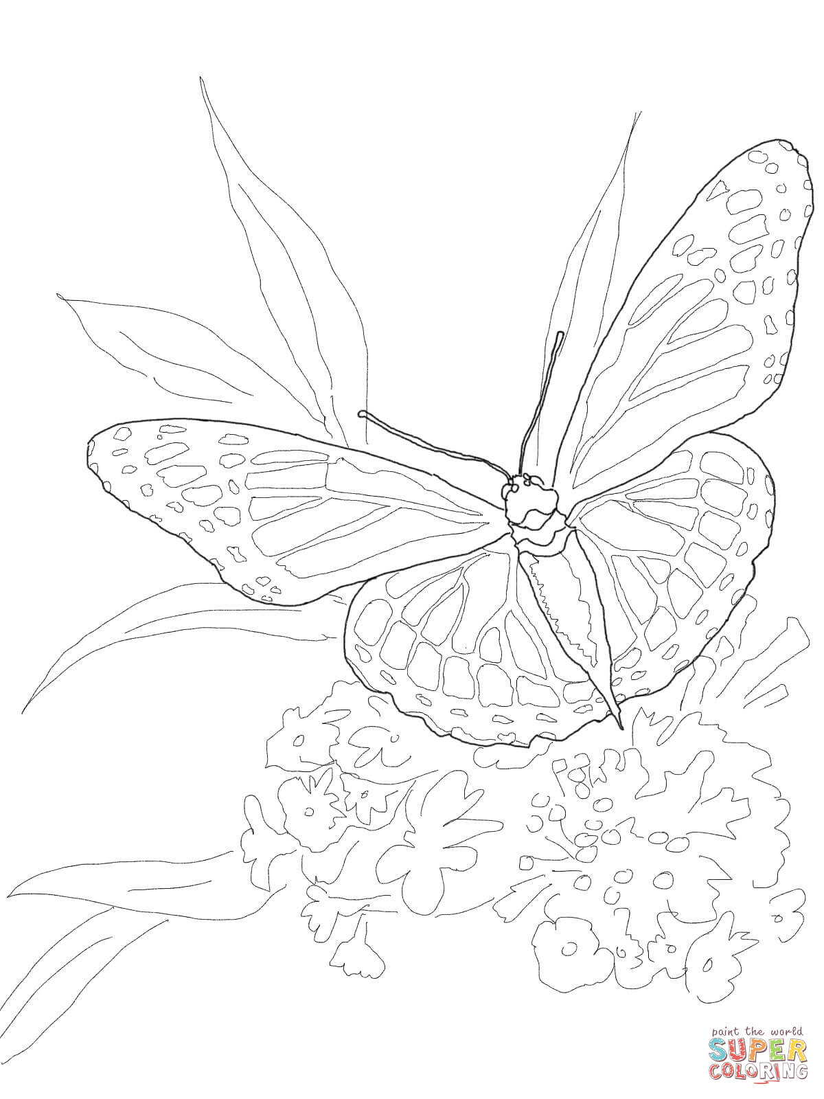 Monarch Butterfly Coloring Page Monarch Butterfly Coloring Page Free Printable Coloring Pages