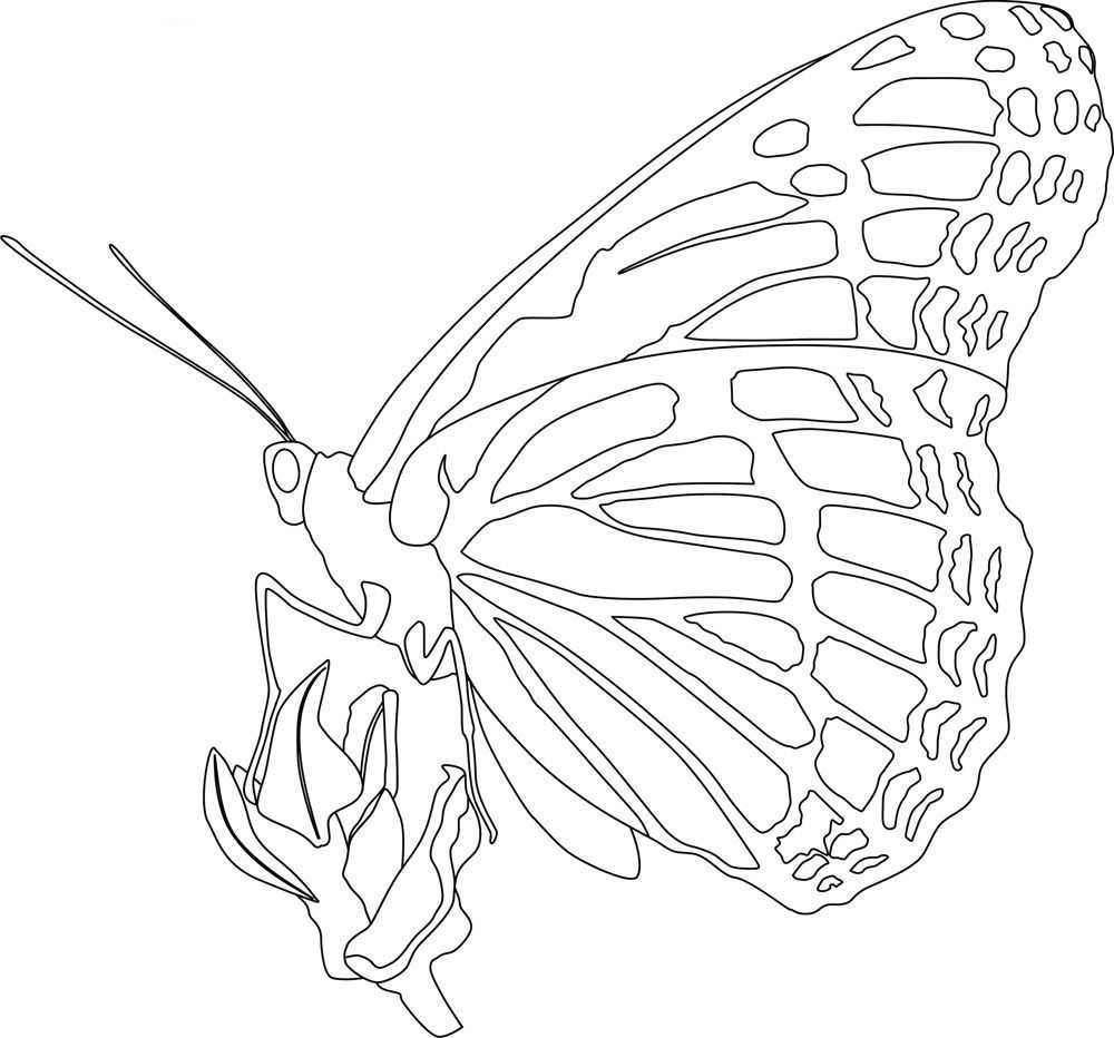 Monarch Butterfly Coloring Page Monarch Butterfly Coloring Pages 1000 X 932 7533 Kb
