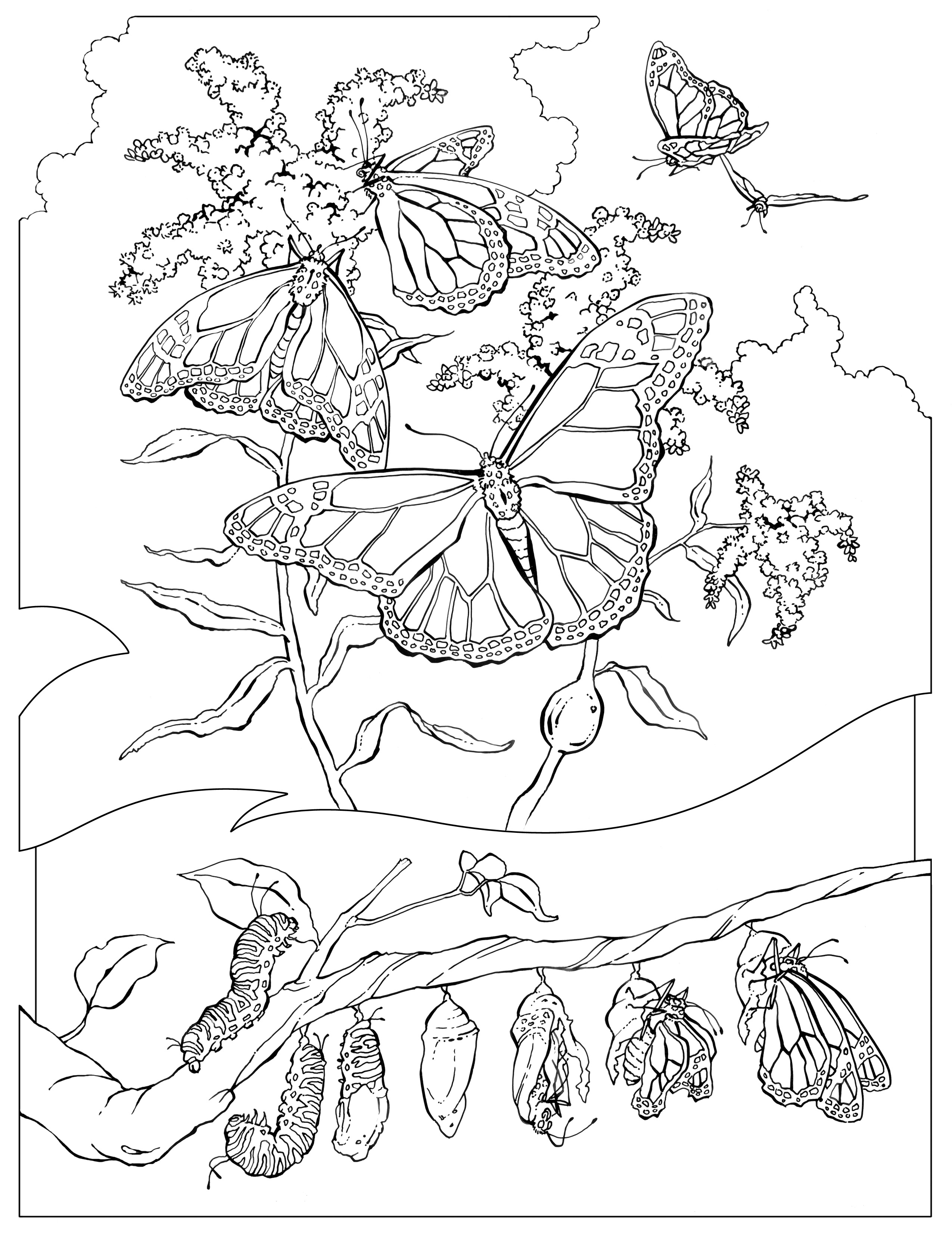 Monarch Butterfly Coloring Page Monarch Butterfly Coloring Pages Free