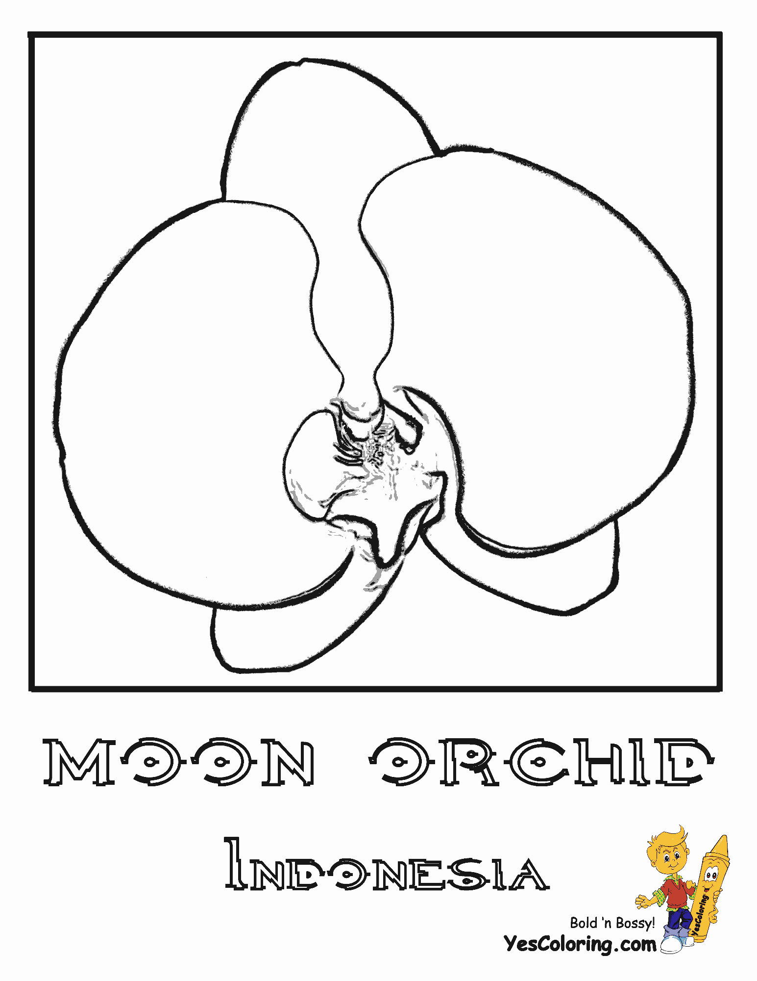 New Zealand Flag Coloring Page World Flower Coloring Nations Germany Norway Free Flowers