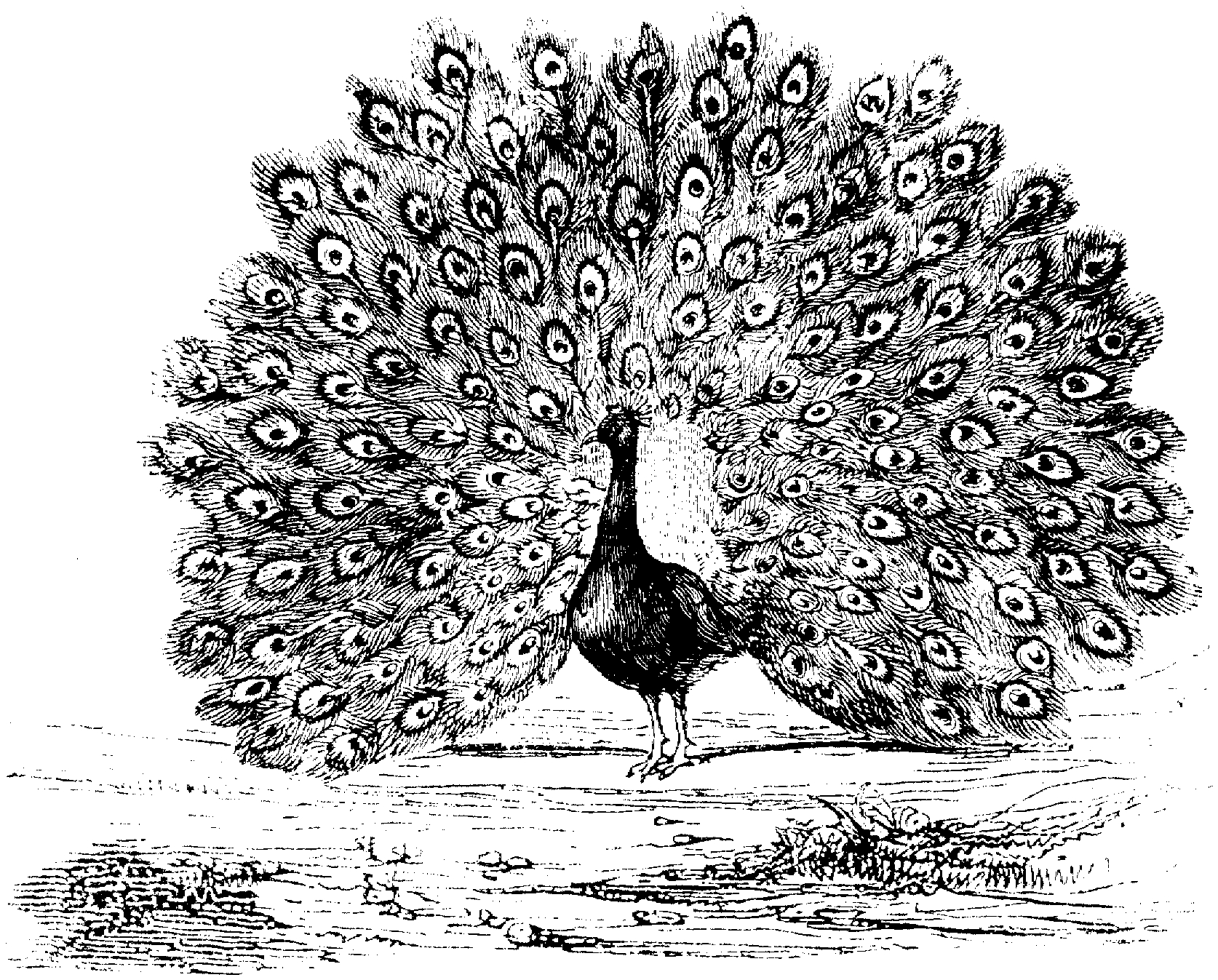 Peacock Color Page Free Peacock Coloring Pages