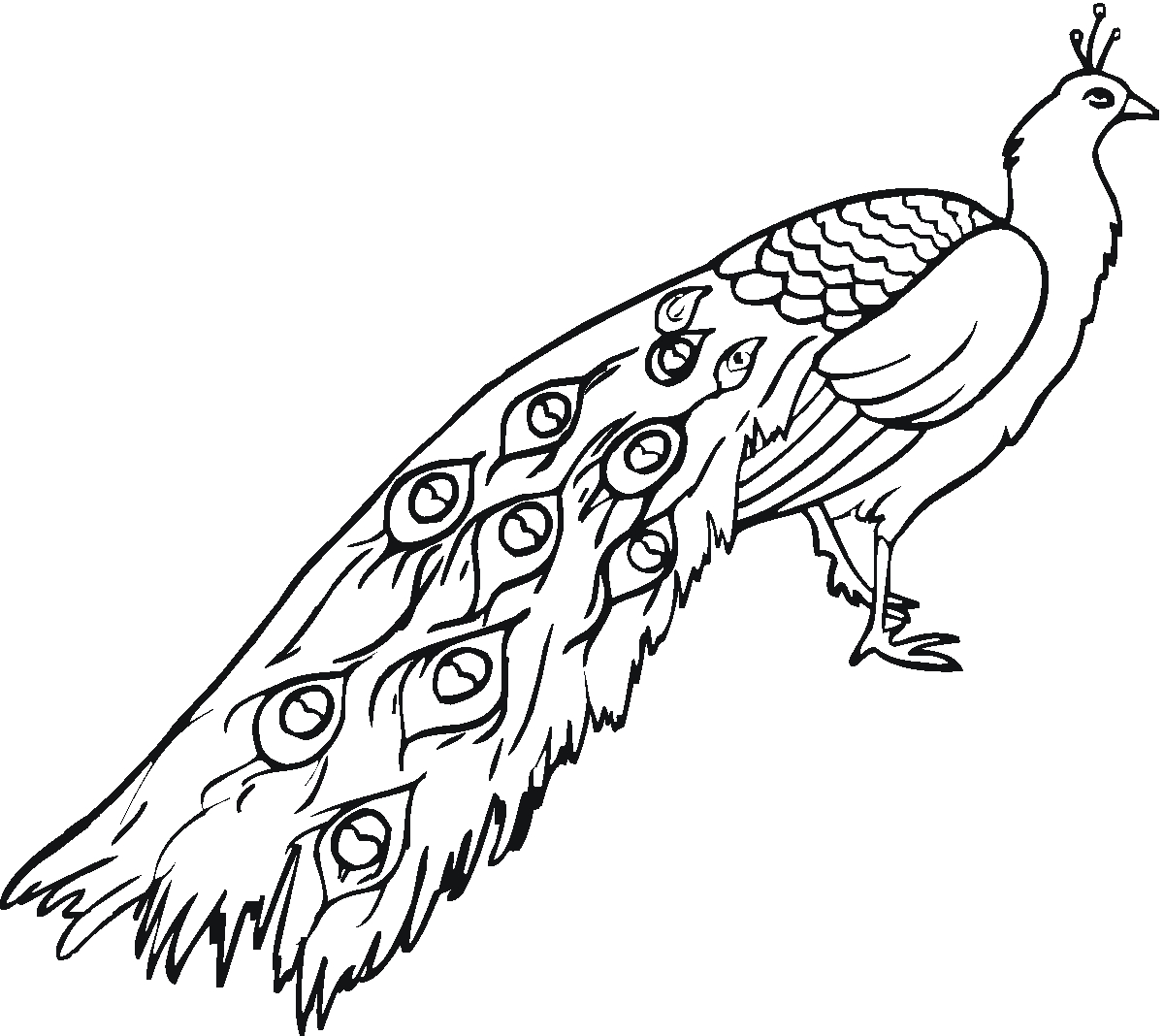 Peacock Color Page Free Printable Peacock Coloring Pages For Kids