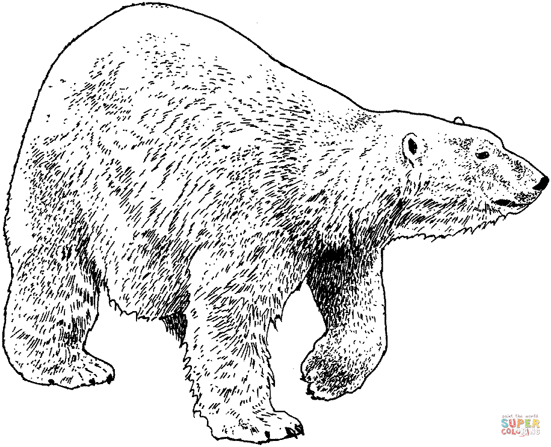 Polar Express Color Pages Polar Bears Coloring Pages Free Coloring Pages