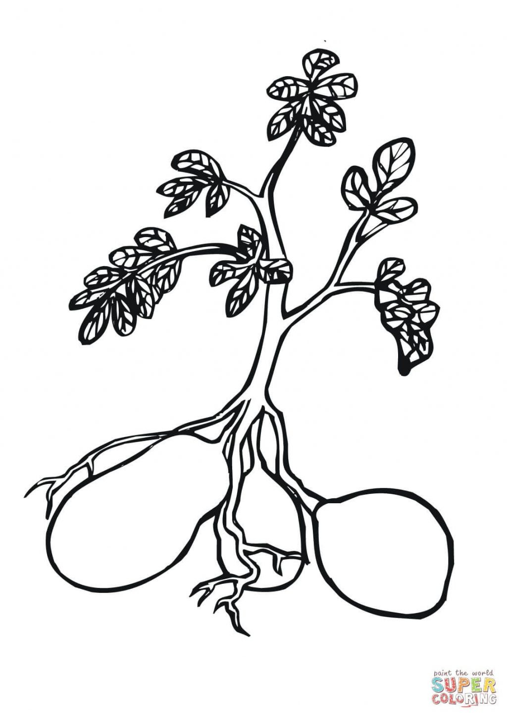 Potato Coloring Page Coloring Page Coloring Page Plant Pages 878x1000 Picture