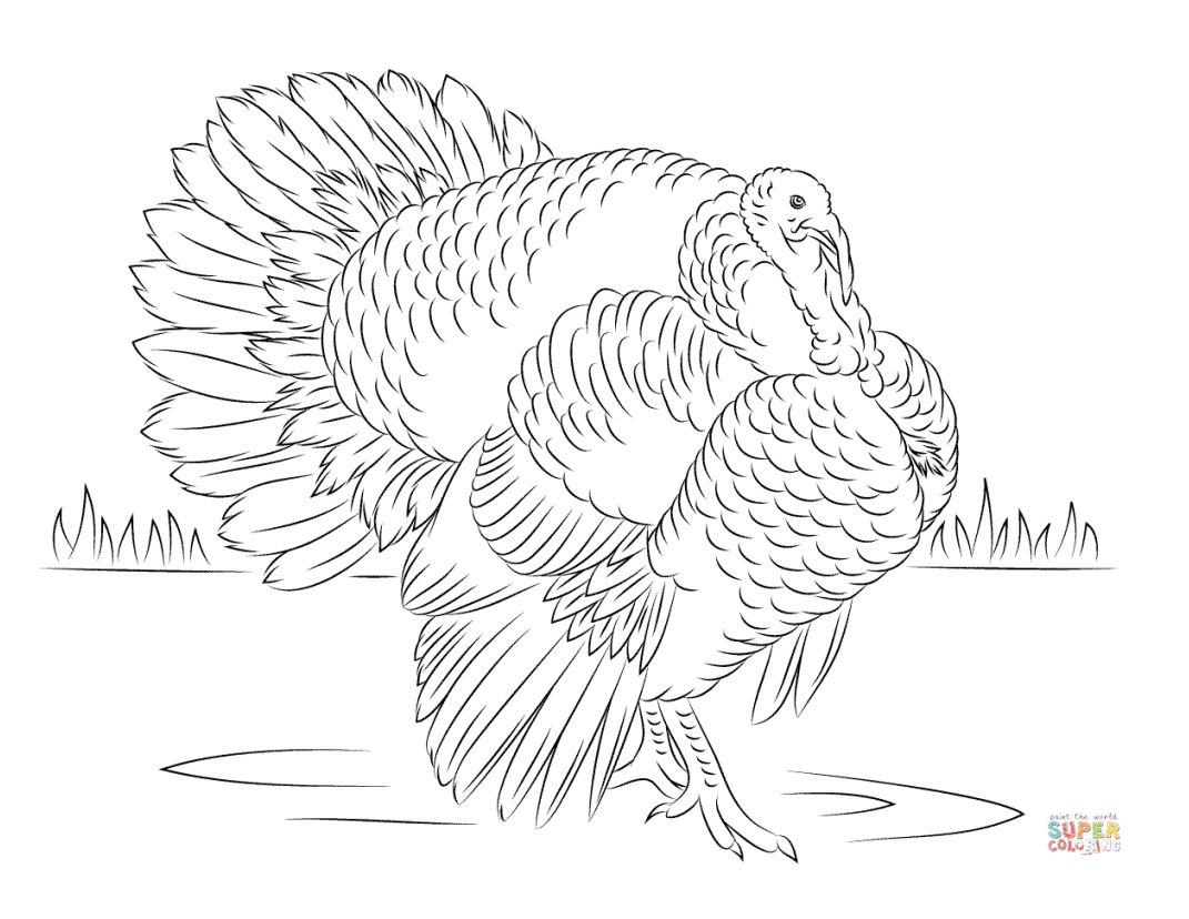 Preschool Turkey Coloring Pages Print These Free Turkey Coloring Pages For The Kids