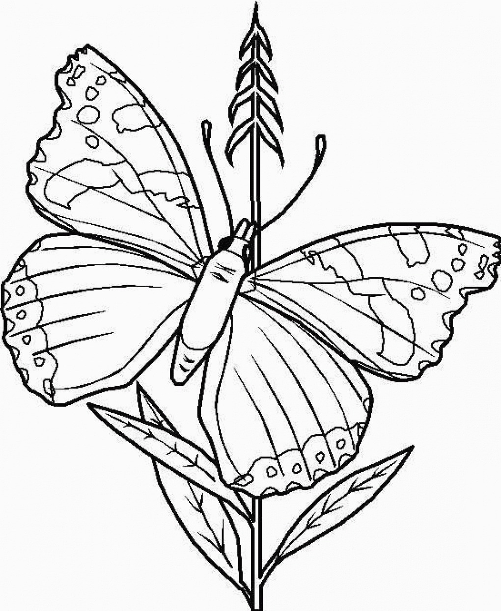 Printable Butterfly Coloring Pages Free Printable Butterfly Coloring Pages For Kids For Coloring Pages
