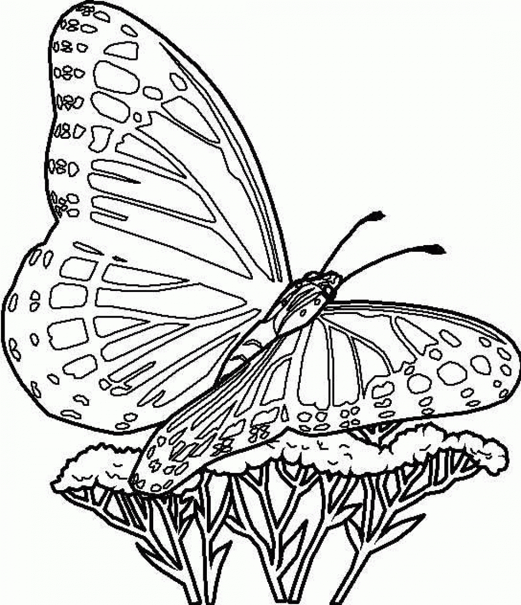 Printable Butterfly Coloring Pages Free Printable Butterfly Coloring Pages For Kids