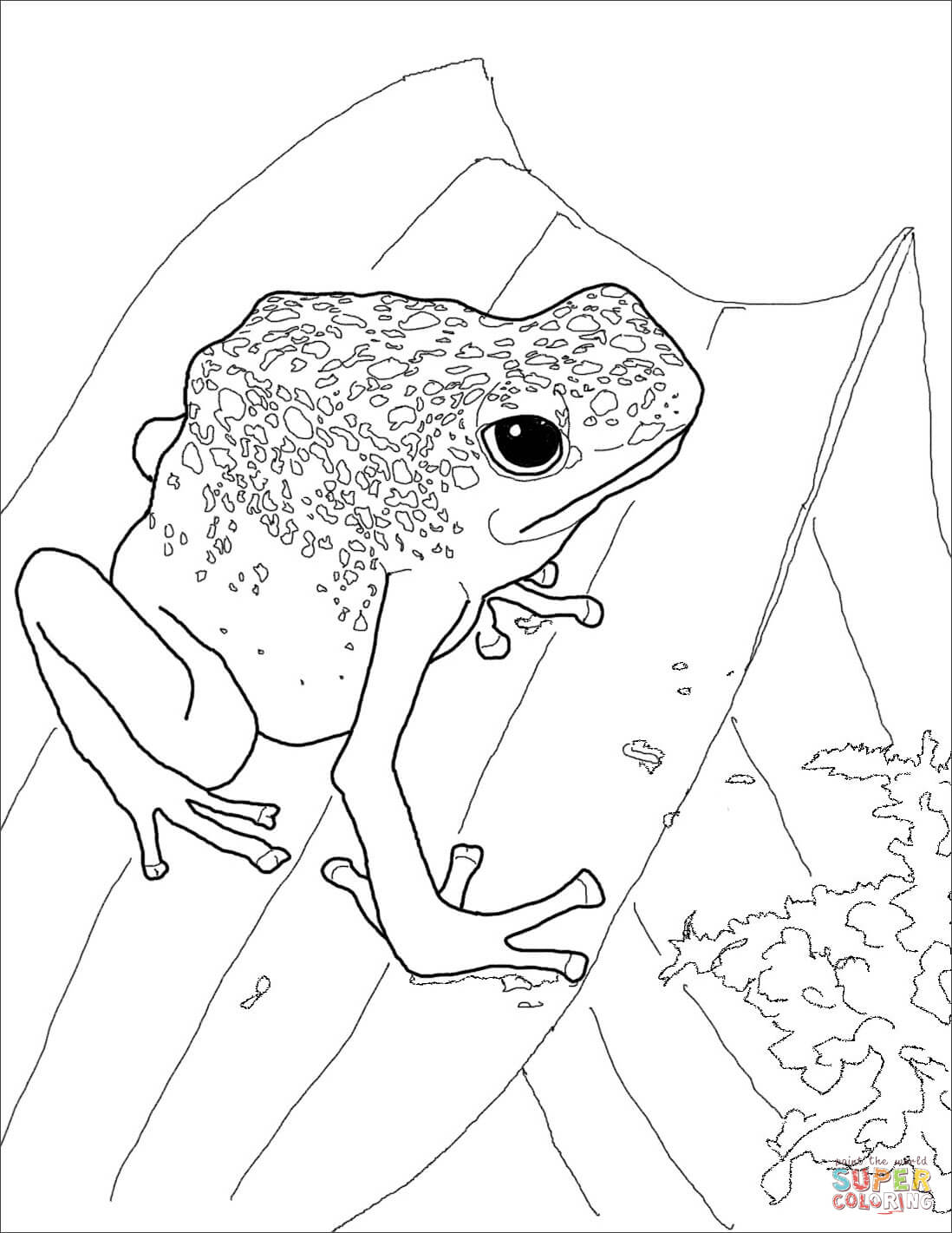 Rainforest Frog Coloring Page Blue Poison Dart Frog Coloring Page Free Printable Coloring Pages
