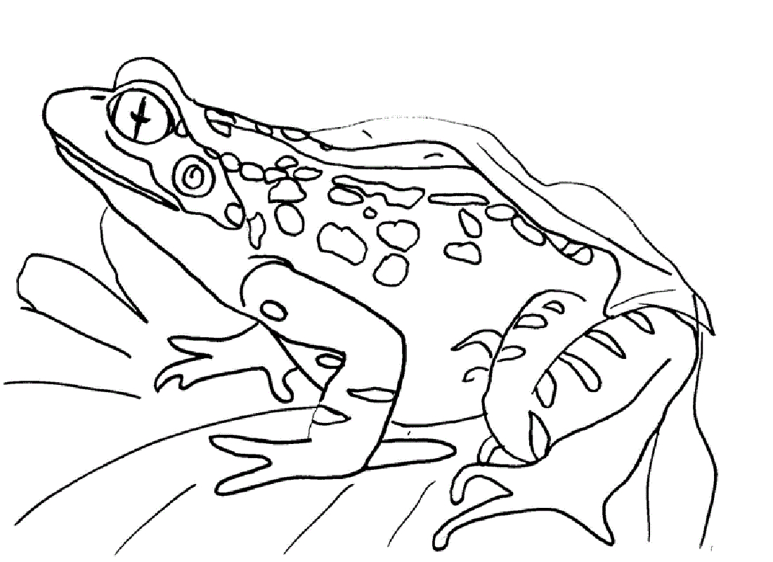 Rainforest Frog Coloring Page Frog Color Pages For Kids Activity Shelter
