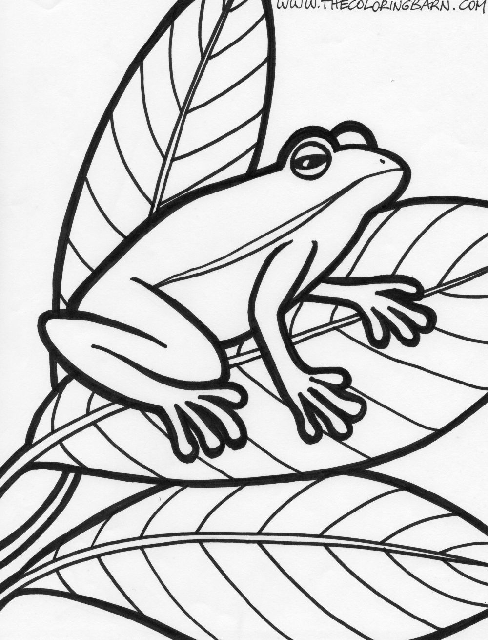 Rainforest Frog Coloring Page Frog Coloring Pages Bestofcoloring