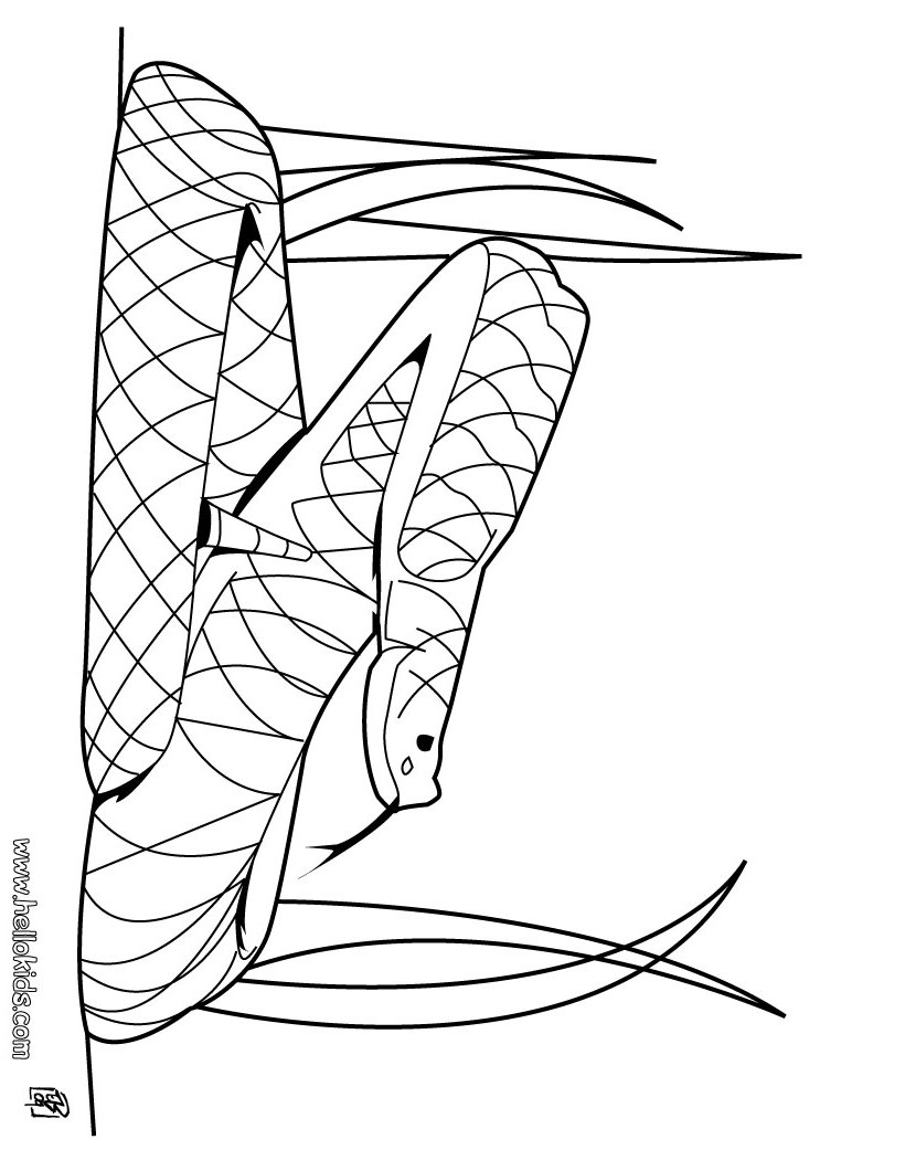 Rattle Coloring Page Rattle Snake Coloring Pages Hellokids