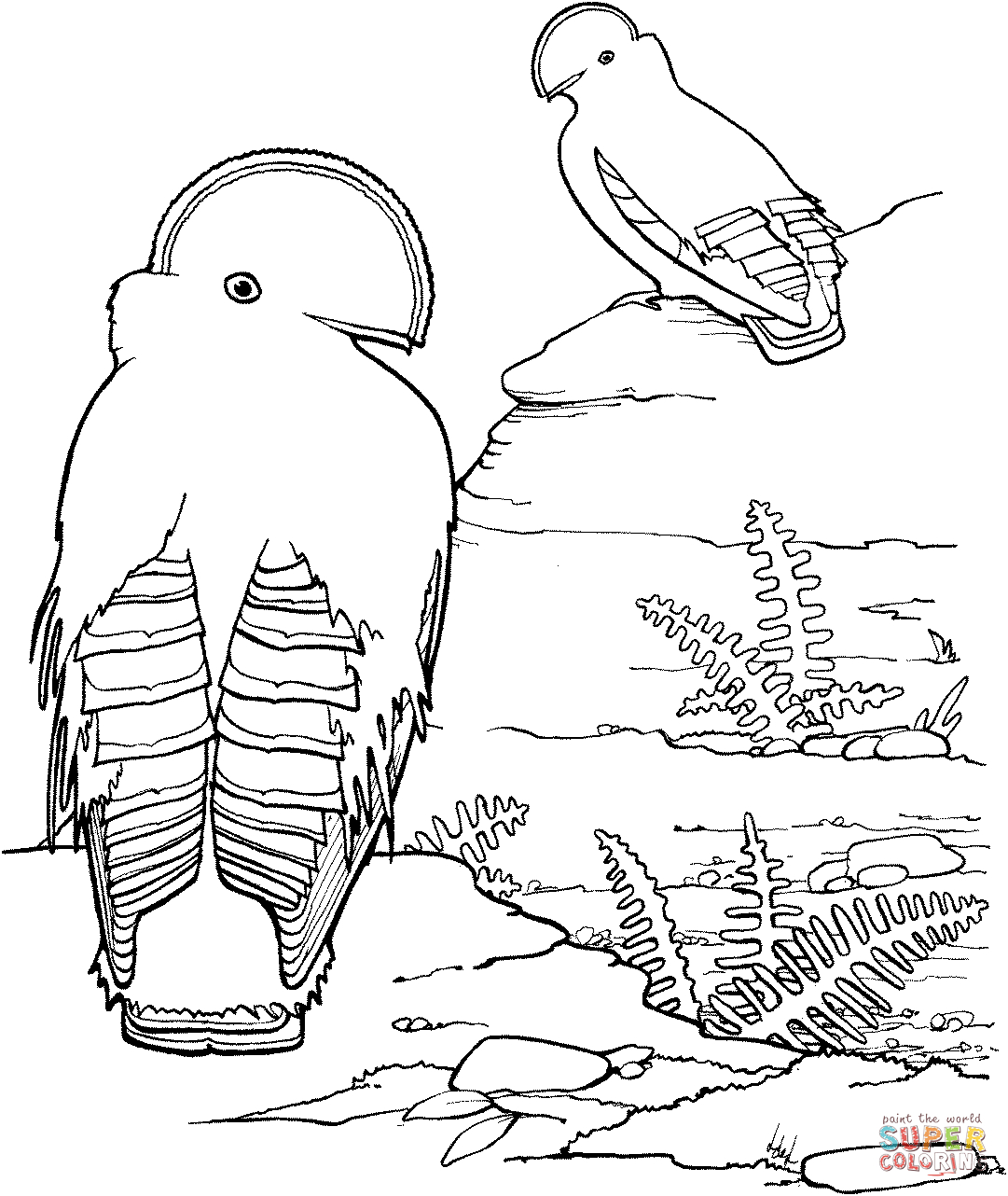 Rock Coloring Page Guianan Cock Of The Rock Coloring Page Free Printable Coloring Pages