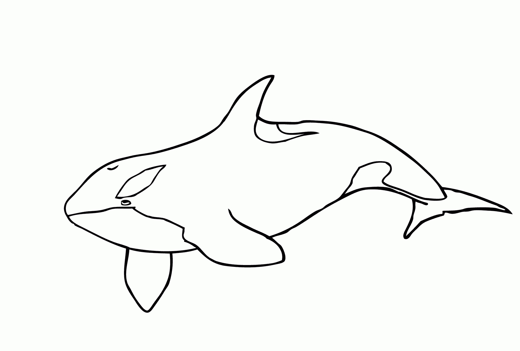 Shamu Coloring Pages Collection Orca Coloring Page Pictures Sabadaphnecottage