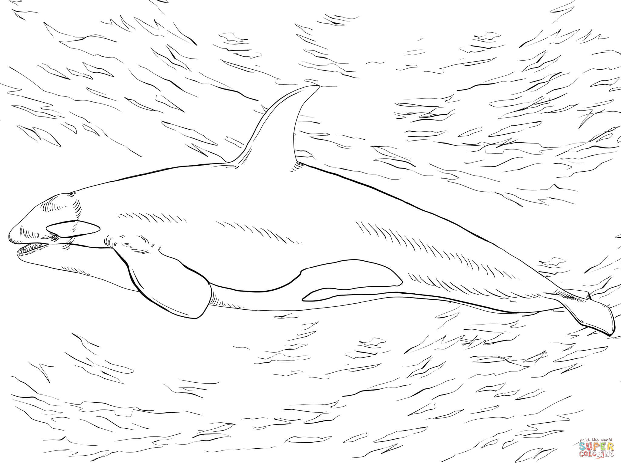 Shamu Coloring Pages Killer Whale Orca Coloring Page With Orca Coloring Pages Coloring