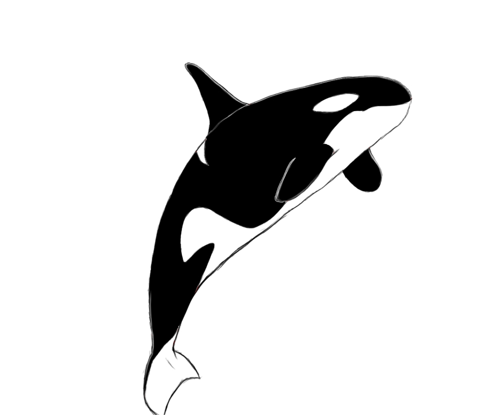 Shamu Coloring Pages Killer Whale Outline Drawing Free Download Best Killer Whale