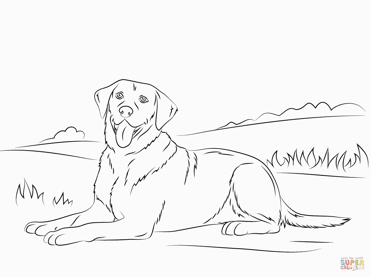 Shih Tzu Puppies Coloring Pages Collection Labrador Retriever Coloring Pages 2 Pictures