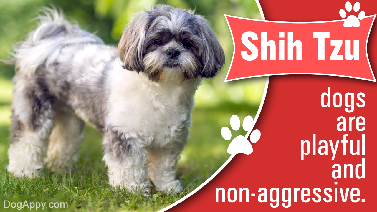 Shih Tzu Puppies Coloring Pages How Much Do The Beautiful And Cute Shih Tzu Puppies Cost
