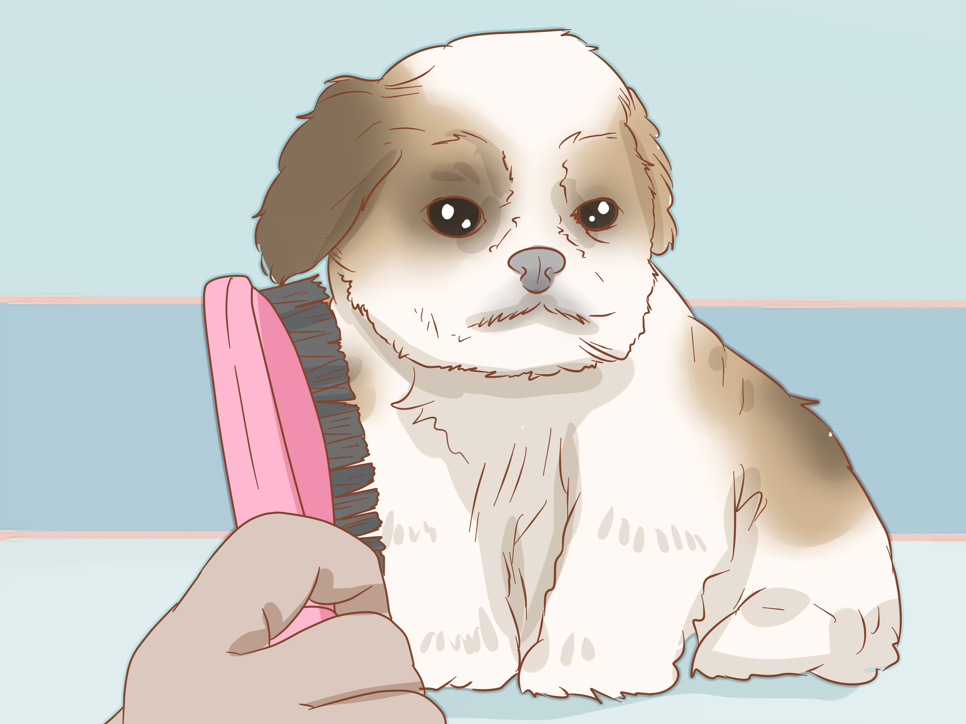Shih Tzu Puppies Coloring Pages How To Care For A Shih Tzu Puppy 14 Steps With Pictures