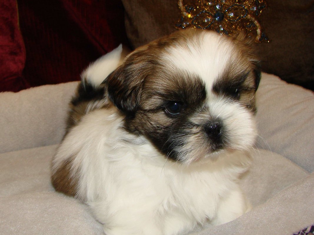Shih Tzu Puppies Coloring Pages Past Puppies Welcome To Elegant Shih Tzu