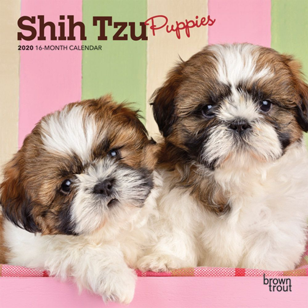 Shih Tzu Puppies Coloring Pages Shih Tzu Puppies 2020 Mini Calendar