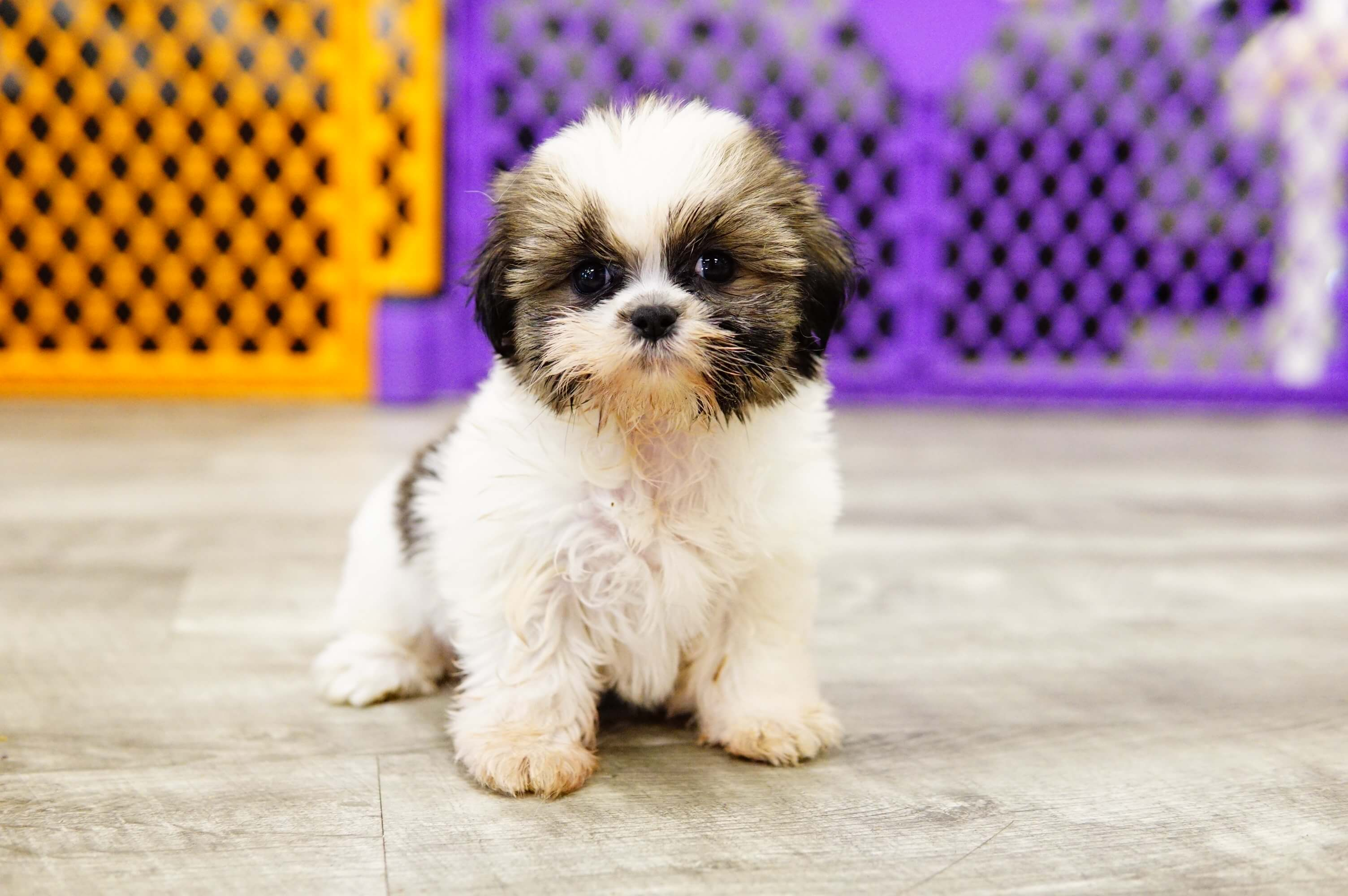 Shih Tzu Puppies Coloring Pages Visit Our Shih Tzu Puppies For Sale Near Orlando Florida