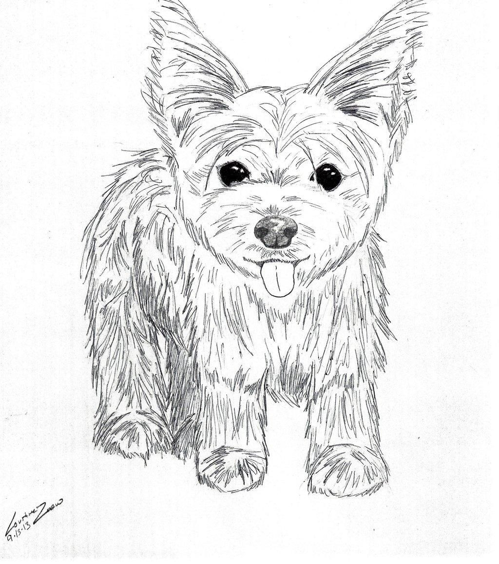 Shih Tzu Puppies Coloring Pages Yorkie Puppy Drawings At Paintingvalley Explore Collection Of