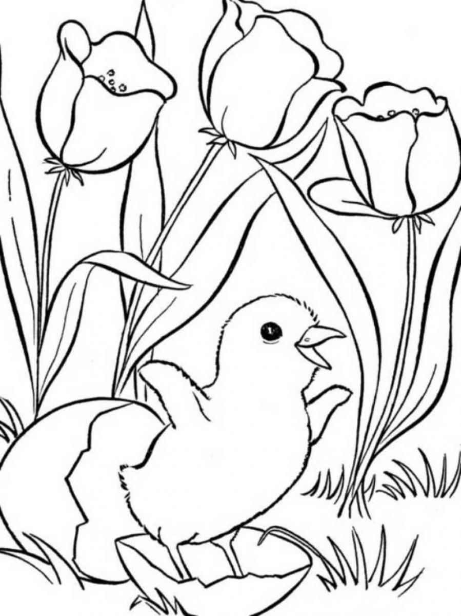 Spring Coloring Pages Spring Coloring Pages Chicks And Tulips Coloringstar