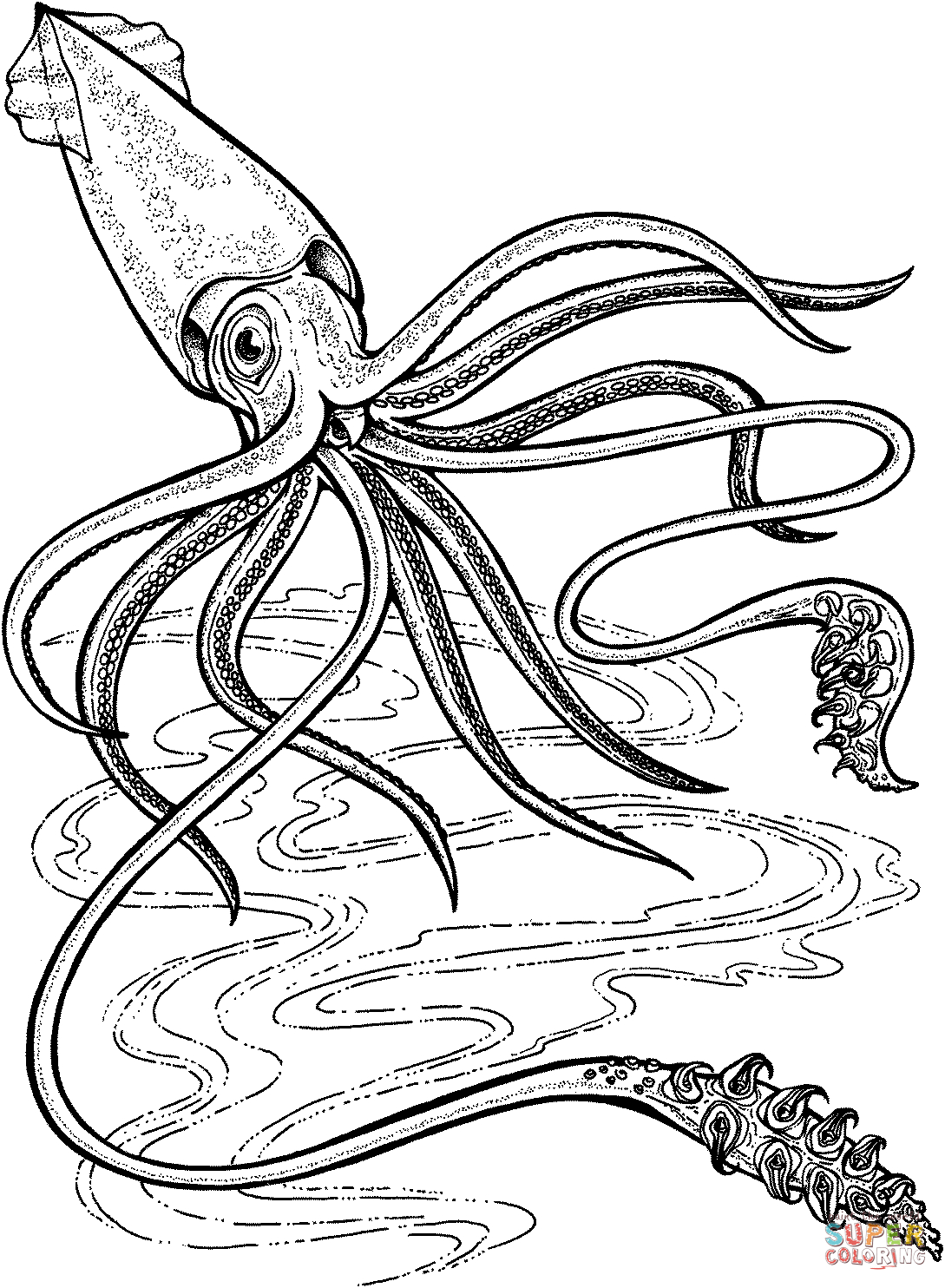 Squid Coloring Pages Printable Deep Ocean Giant Squid Coloring Page Free Printable Coloring Pages