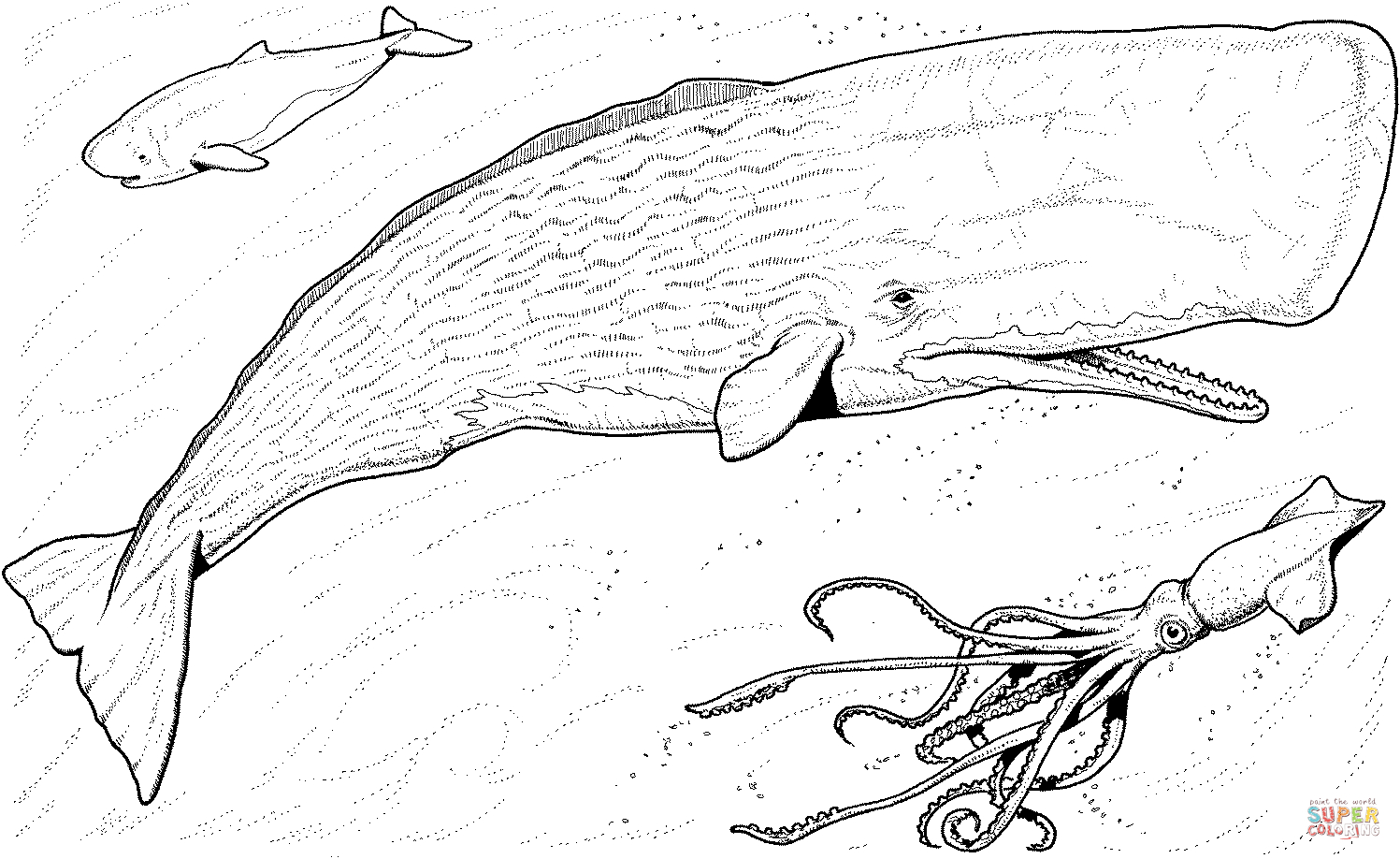 Squid Coloring Pages Printable Sperm Whale Ba And Greater Hooked Squid Coloring Page Free
