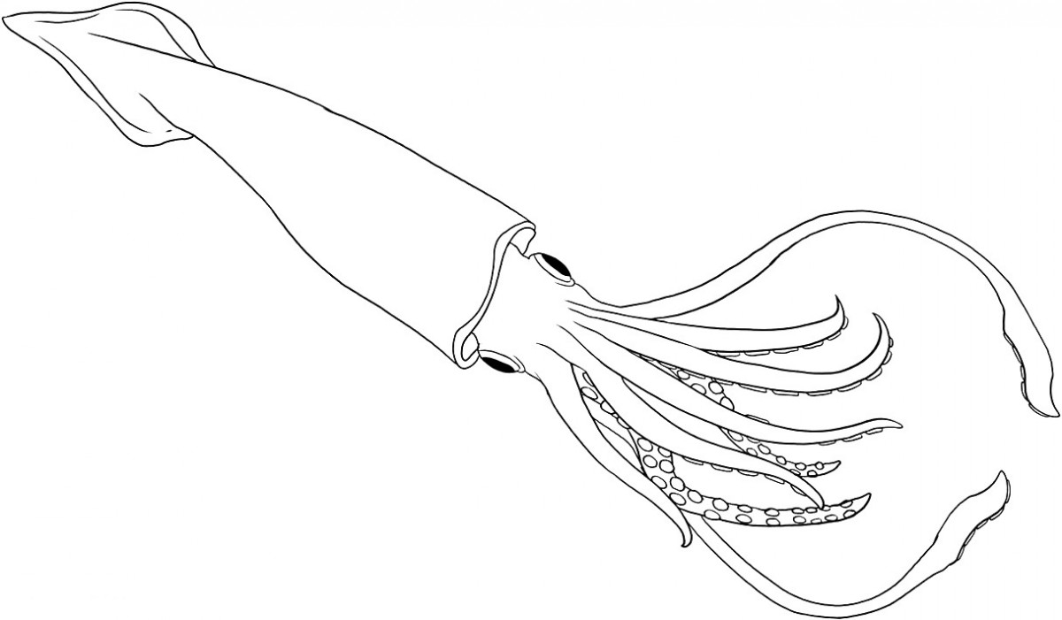 Squid Coloring Pages Printable Squid Coloring Pages Coloring Pages