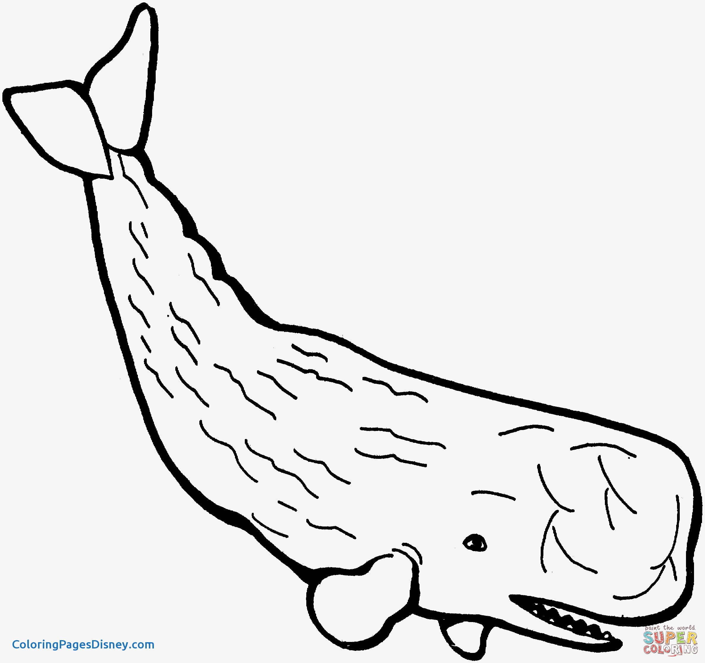 Squid Coloring Pages Printable Squid Sperm Whale Coloring Pages Print Coloring