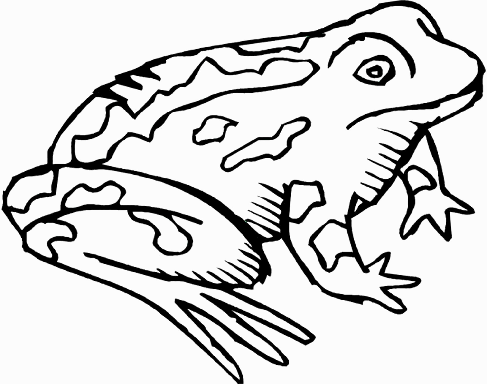 Toad And Toadette Coloring Pages Gecko Coloring Pages 15 Inspirational Toad Of Telematik Institut